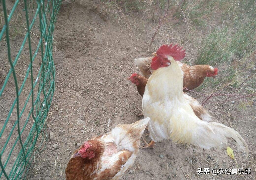 鸡老是被老鹰叼走有什么办法,山里散养鸡怎么预防黄鼠狼和老鹰