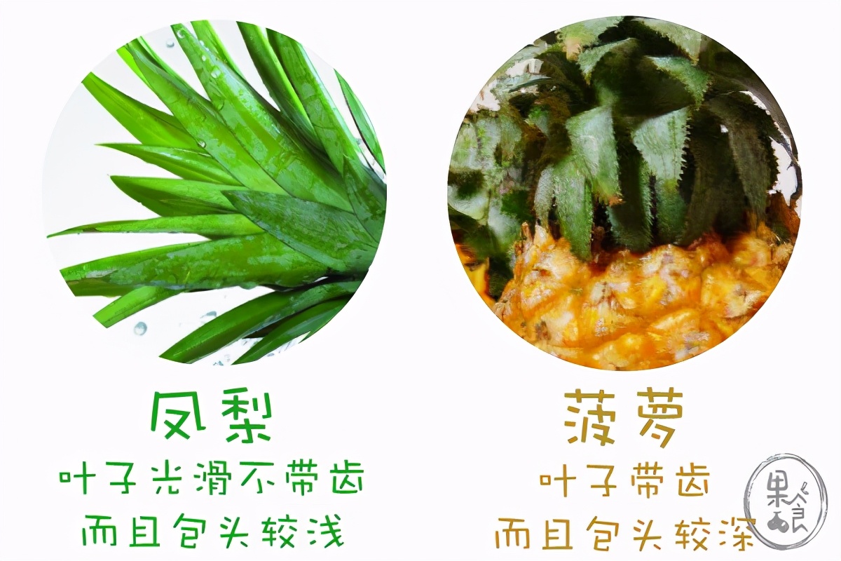 金钻菠萝和凤梨的区别,菠萝和凤梨有区别吗知乎问答