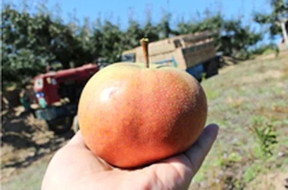 秋季去哪里？约上三五好友，一起来延边探寻山间野味！