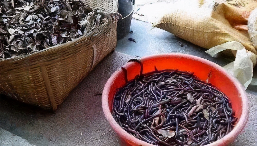 为啥电蚯蚓屡禁不止,电蚯蚓为什么危害环境