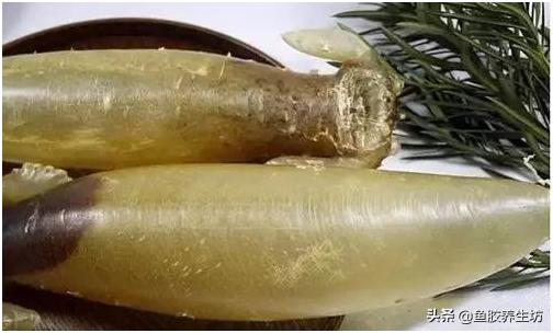 鱼胶知识书籍,鱼胶的知识抖音视频