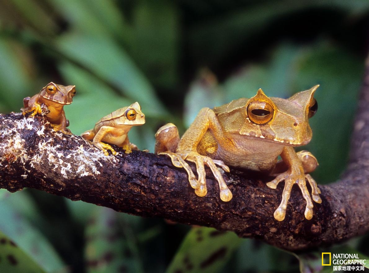 世界奇妙物种死亡录像带,10种奇妙动物