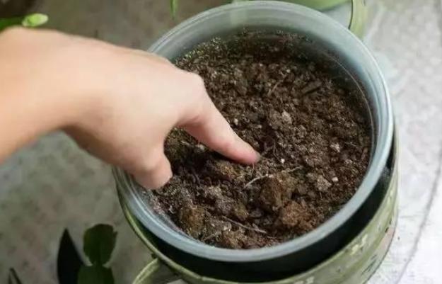 家里变废为宝的养花肥料,废旧油怎么处理最好