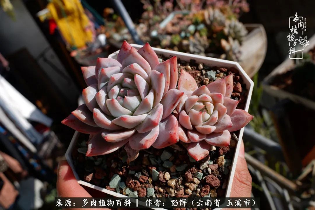 多肉对比图片,多肉对比高清图