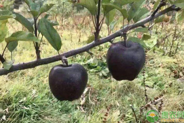 冷门苹果有哪些品种,现在常吃的苹果品种