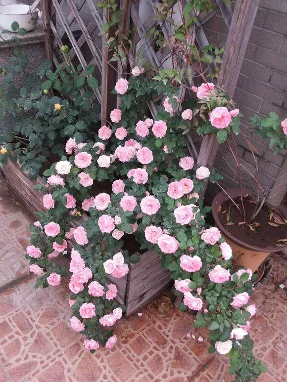 藤本月季秋季怎么修剪才会花墙,最丰花多季开花的藤本月季