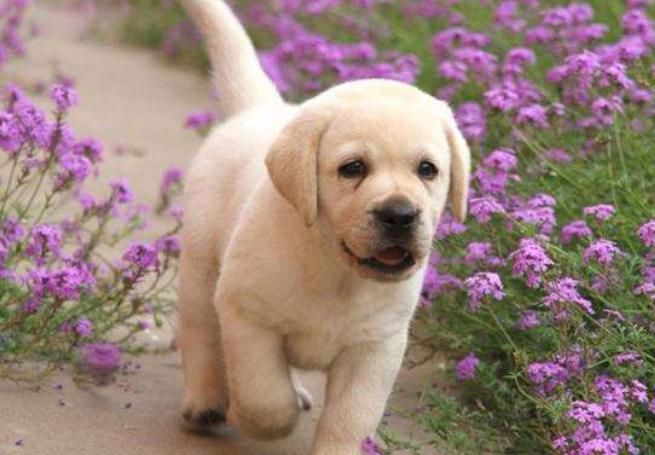 什么狗最好养又听话又便宜中型犬,什么狗不咬人又听话可爱又最好养