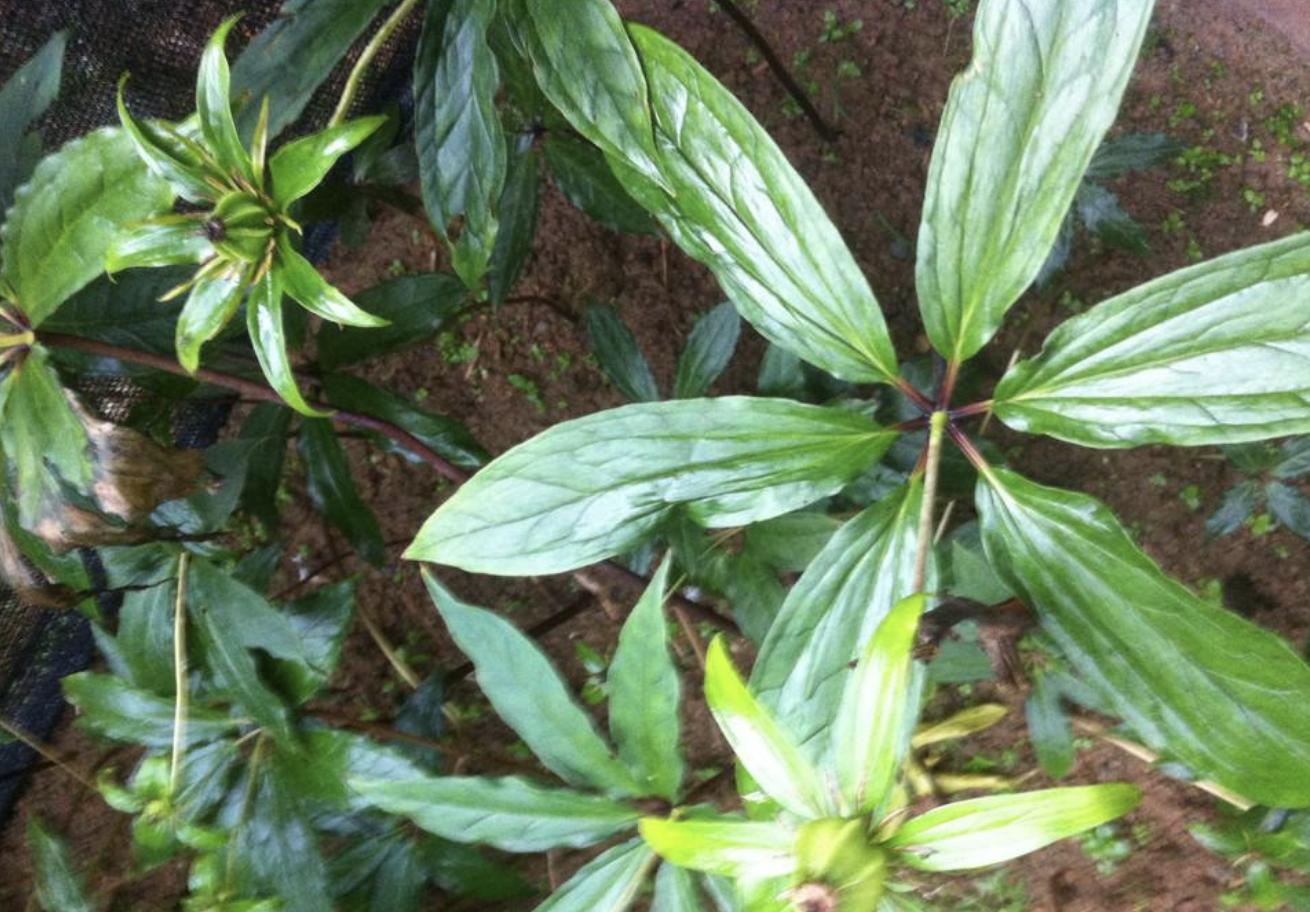 竹林里的野草有什么,随处可见的野草卖18块1斤