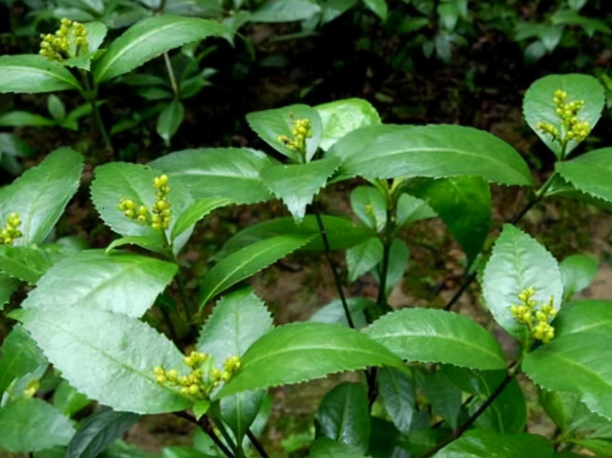 林中一种“满山香”，风一吹满山香气，是“草珊瑚含片”重要原料