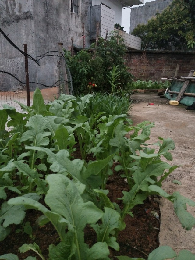 最近农村水泥路修的怎么样了,农村通水泥路