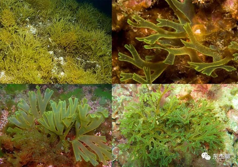 鱼缸中褐藻和绿藻的区别,海水藻缸褐藻需要清理吗