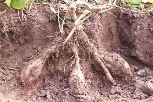 农村山上长的葛根能做药材吗,农村的一种野草根像人参