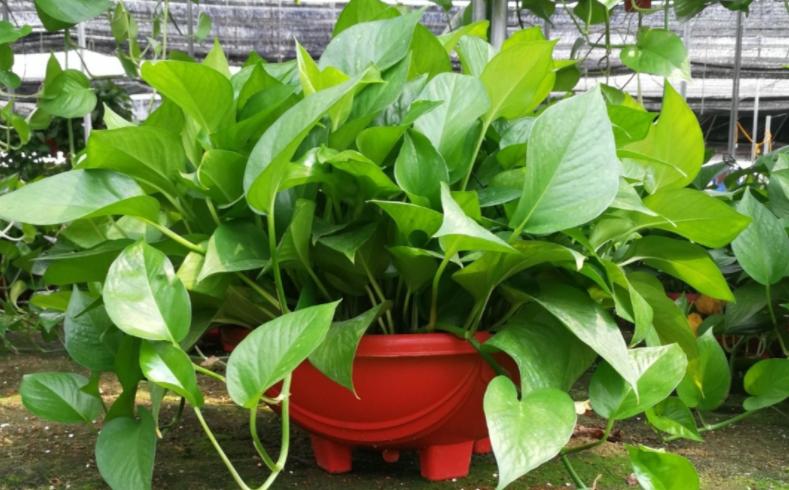 南方怎么养好绿萝花卉盆栽,绿萝大盆栽图片大全