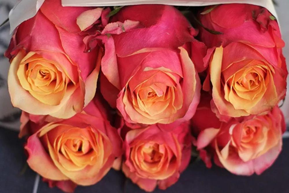 一篇文章带你认识三亚40种花,鲜花图鉴一次性认识30种玫瑰花