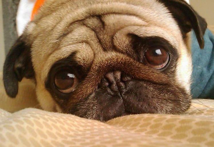 巴哥犬和什么一起养好,巴哥犬怎么养才能养好