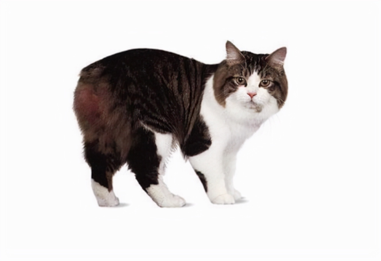 抵抗力好性格温顺的猫咪品种,英国短毛猫是一种聪明灵敏的猫