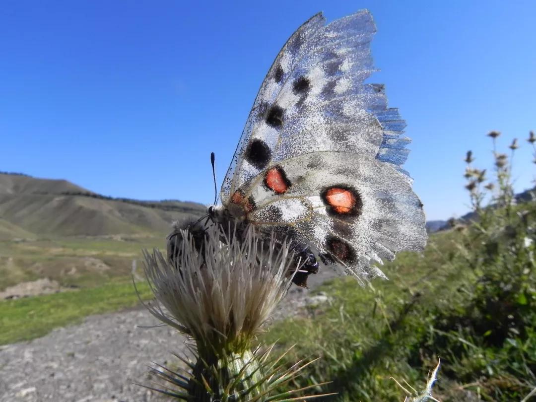 *疆新**的蝴蝶，惊世骇俗