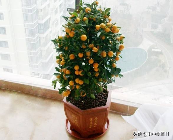 种植砂糖橘如何保花保果,观赏橘落果