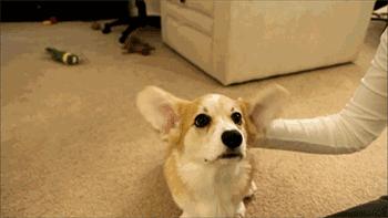 彻底根除耳螨的方法,除螨经验分享