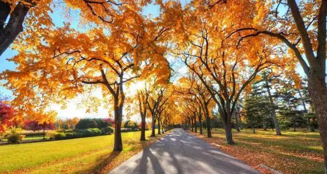 描写秋天句子作文素材,作文素材怎么写关于秋天