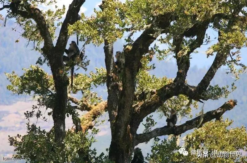 云南滇金丝猴主要栖息地为,中国濒临的动物金丝猴