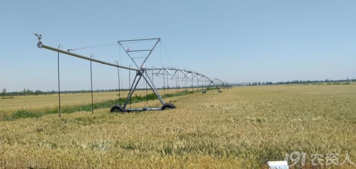 河南适合种植高产玉米,玉米高产高效种植技术