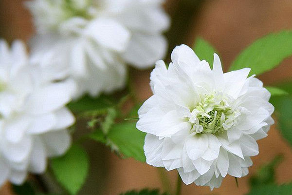开到荼蘼花事了麝月,开到荼靡花事已尽