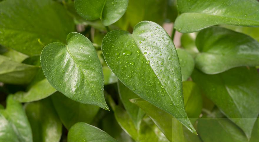 水培绿萝怎么养才能爆盆和爬满墙,土培绿萝转水培绿萝的正确方法