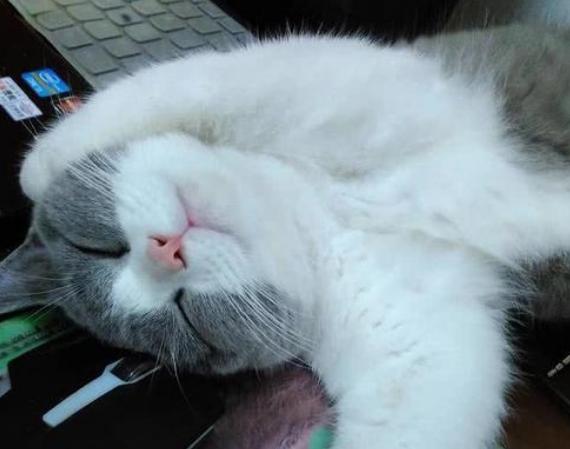 猫咪做梦抽搐,猫咪睡着了抽搐是在做梦吗