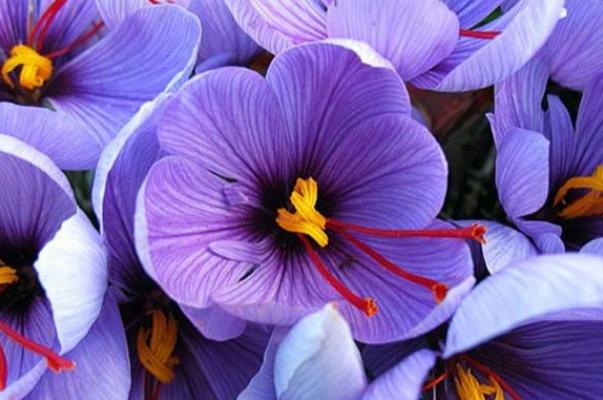 冬天可以栽种藏红花吗,藏红花在北方夏季怎么养护