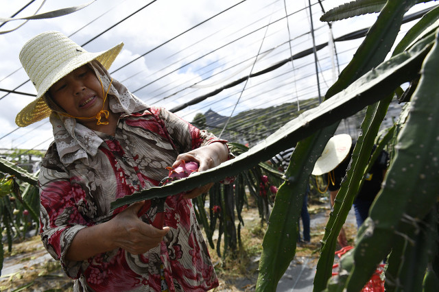 农民土地入股合作社的合作模式,土地种植入股经营合作方案