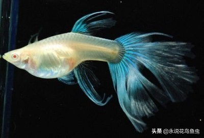 孔雀鱼尾鳍怎么超大,孔雀鱼尾鳍分类