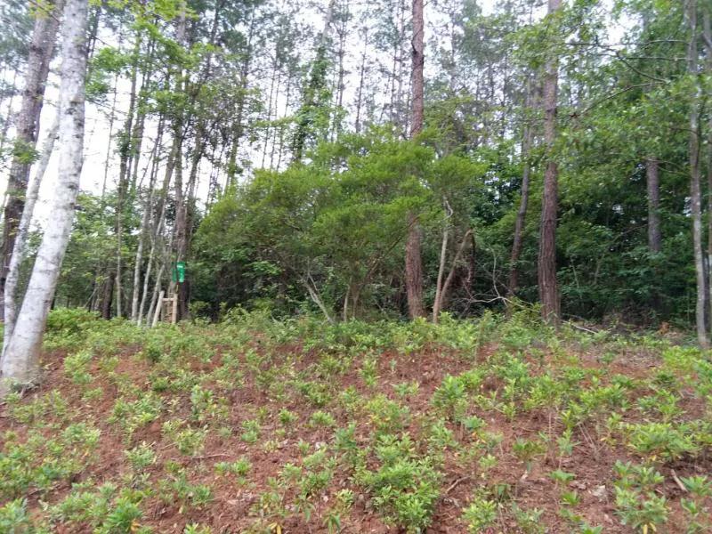 三明大金湖导游词400字,大金湖的景区导游介绍