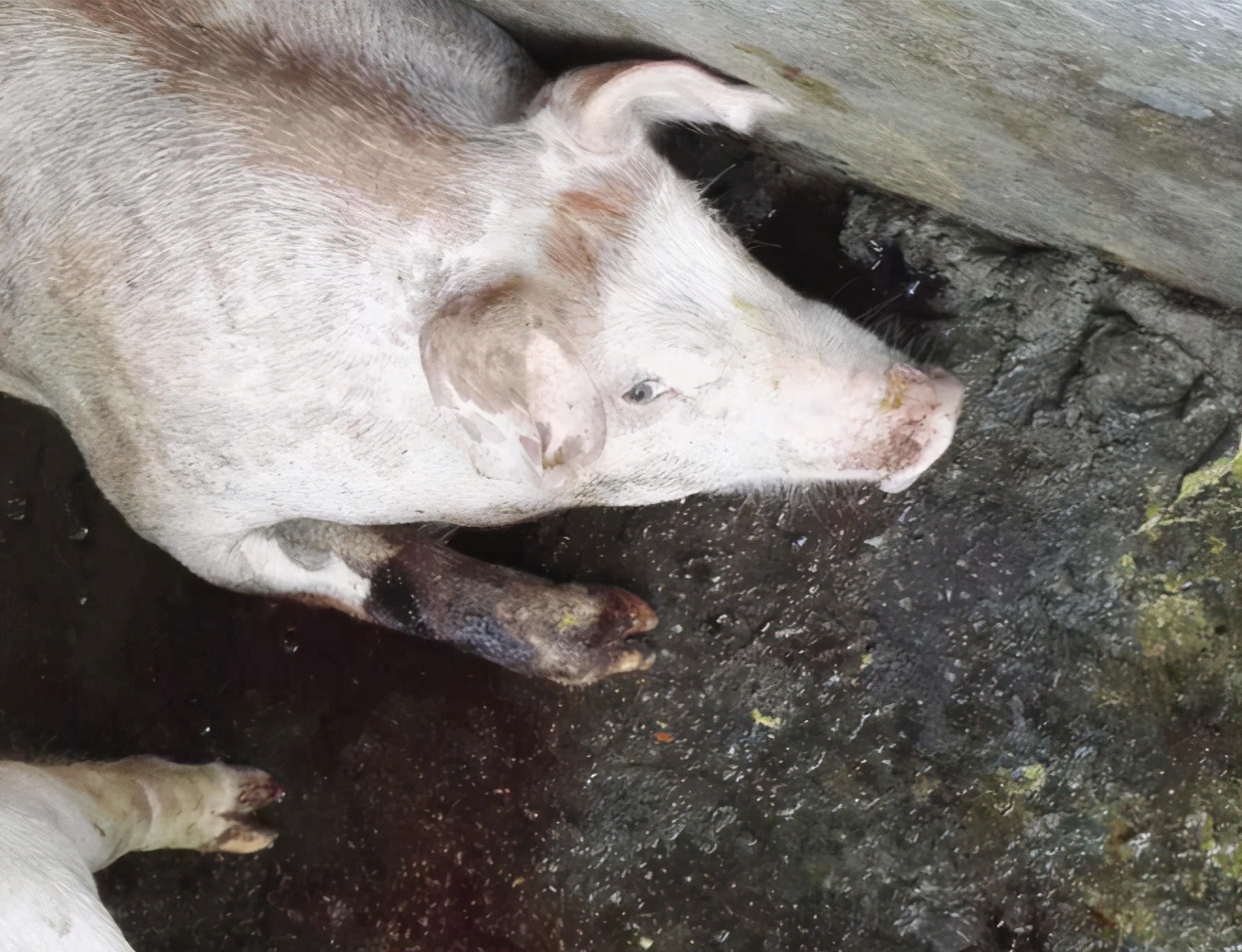 仔猪呕吐不食用什么药治,仔猪呕吐消瘦不吃