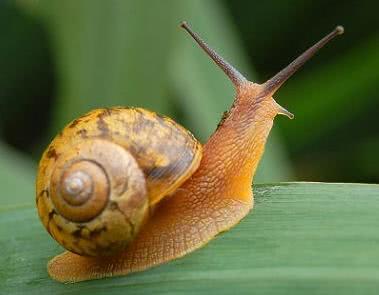 地球上有史以来最大的软体动物,软体动物有哪些常见的