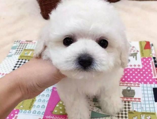 比熊狗粮怎么选最好的呢,比熊怎么选择适合的狗粮