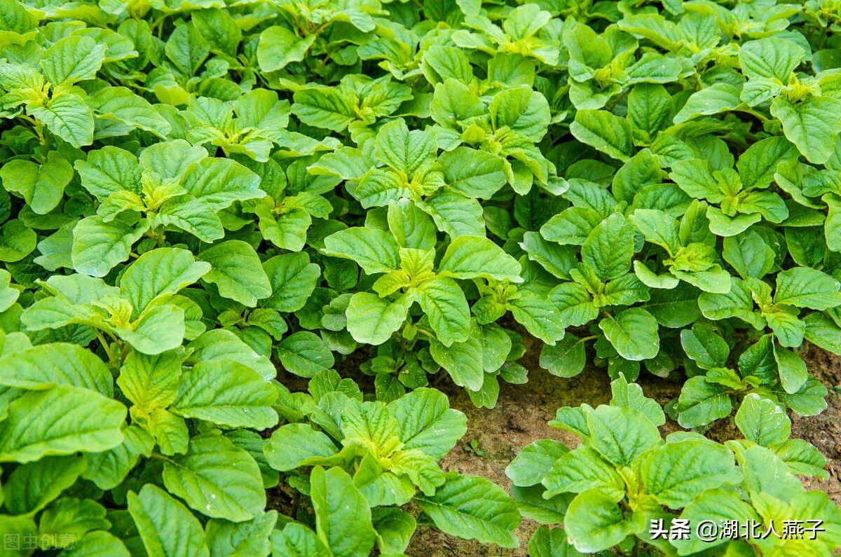 常见野菜的种类和图片大全 (各种野菜大全带图片)