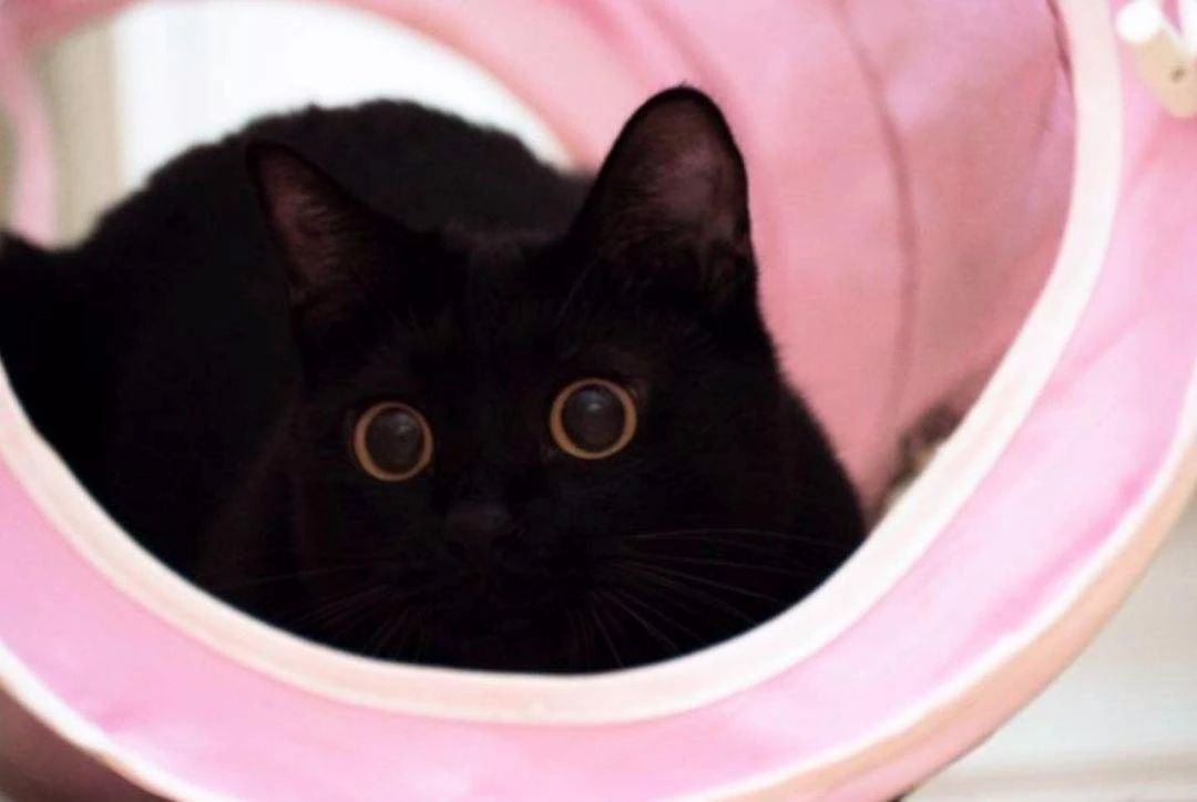 猫中暑怎么预防,猫中暑怎么缓解