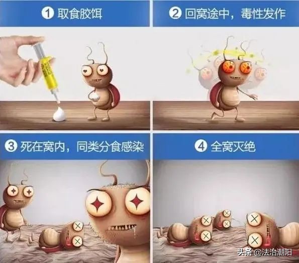灭蟑螂最好的方法一招解决,蟑螂怎么灭杀最好方法