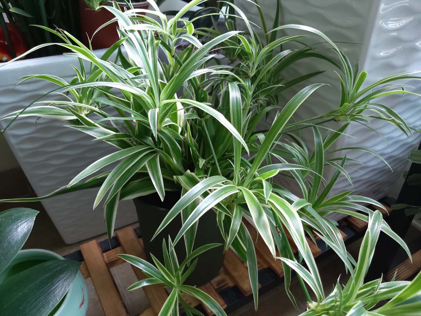 吊兰喜水还是怕水,吊兰怕水还是喜水