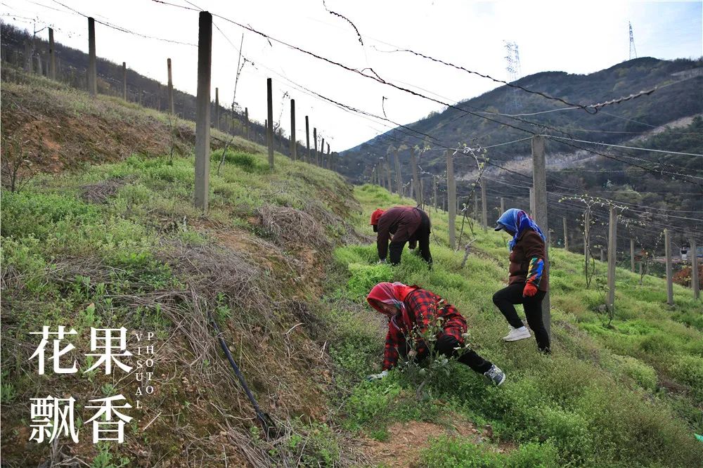 一位女村官的故事,一个农村姑娘的创业史