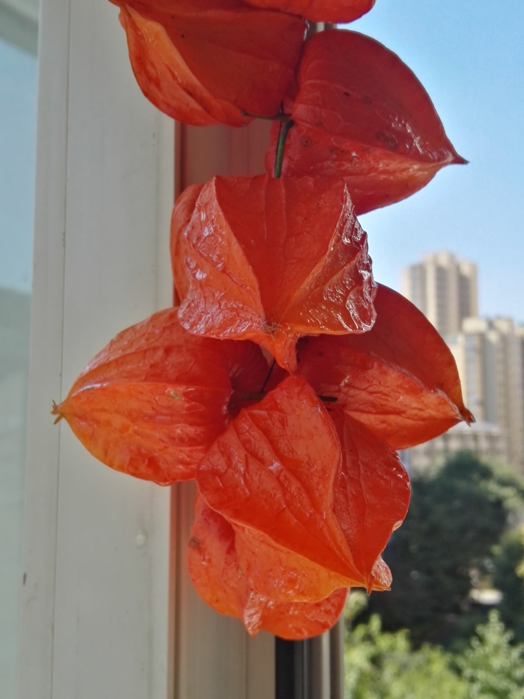 东北红姑娘图片大全,东北红姑娘种植技术