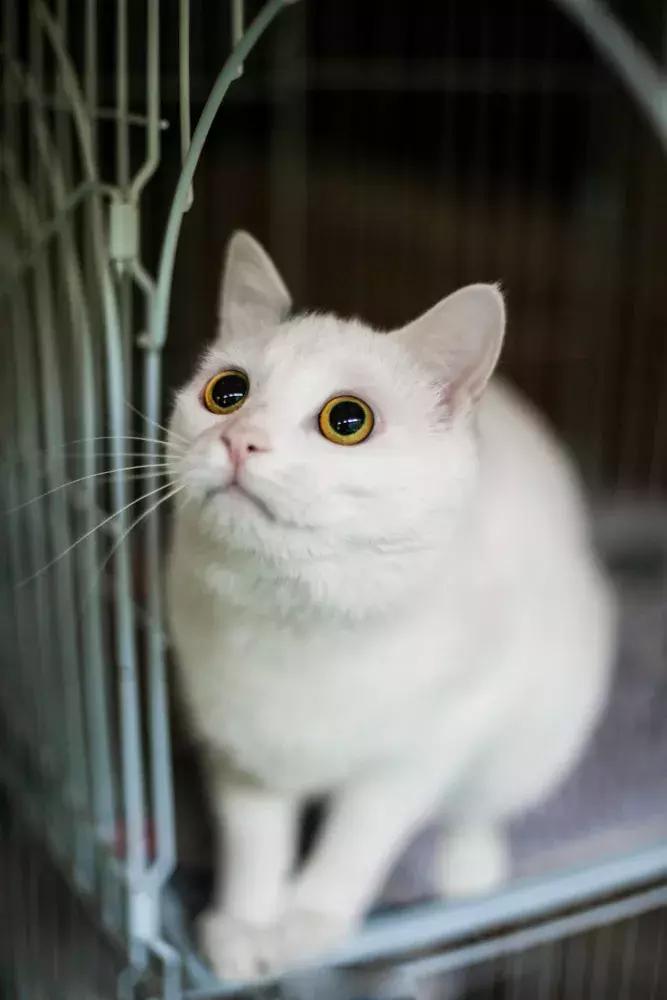 妙笔生猫：羊驼是个啥，比我好看吗？