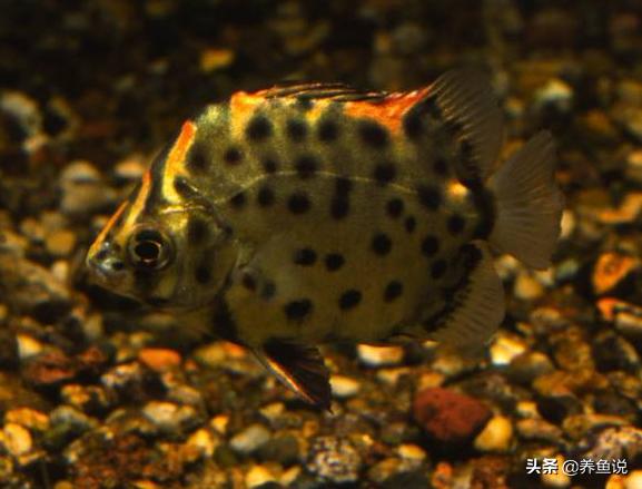 汽水鱼怎么淡水化,淡化汽水鱼可以放海缸吗