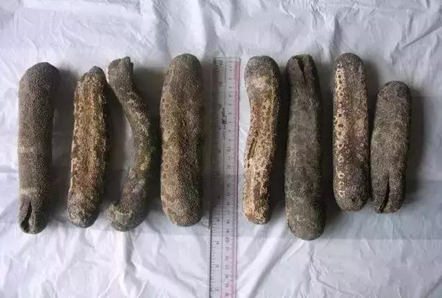 海参物种科普,海参100种图片