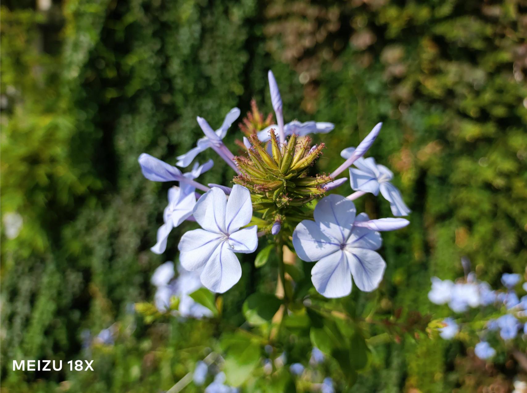 为一部手机的颜值买单魅族18x,魅族18x曝光汇总凭实力说话