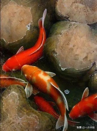 池中之仙，惊艳若此——锦鲤