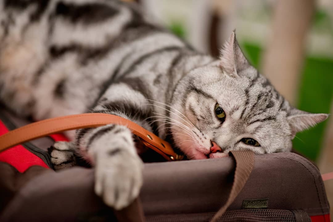 养猫怎么解决家里到处是毛,家里养猫大小便怎么解决