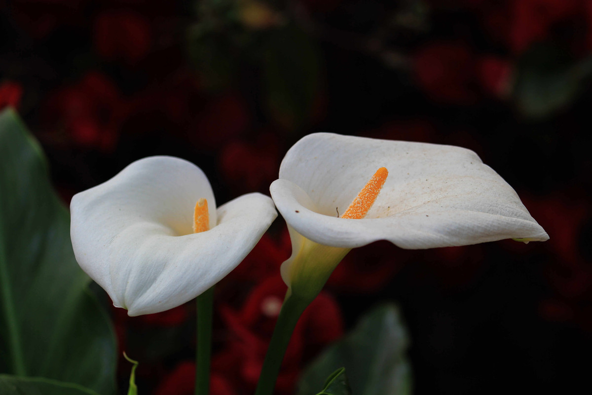 马蹄莲的种植和养护方法视频讲解,马蹄莲种球种植方法和时间表视频