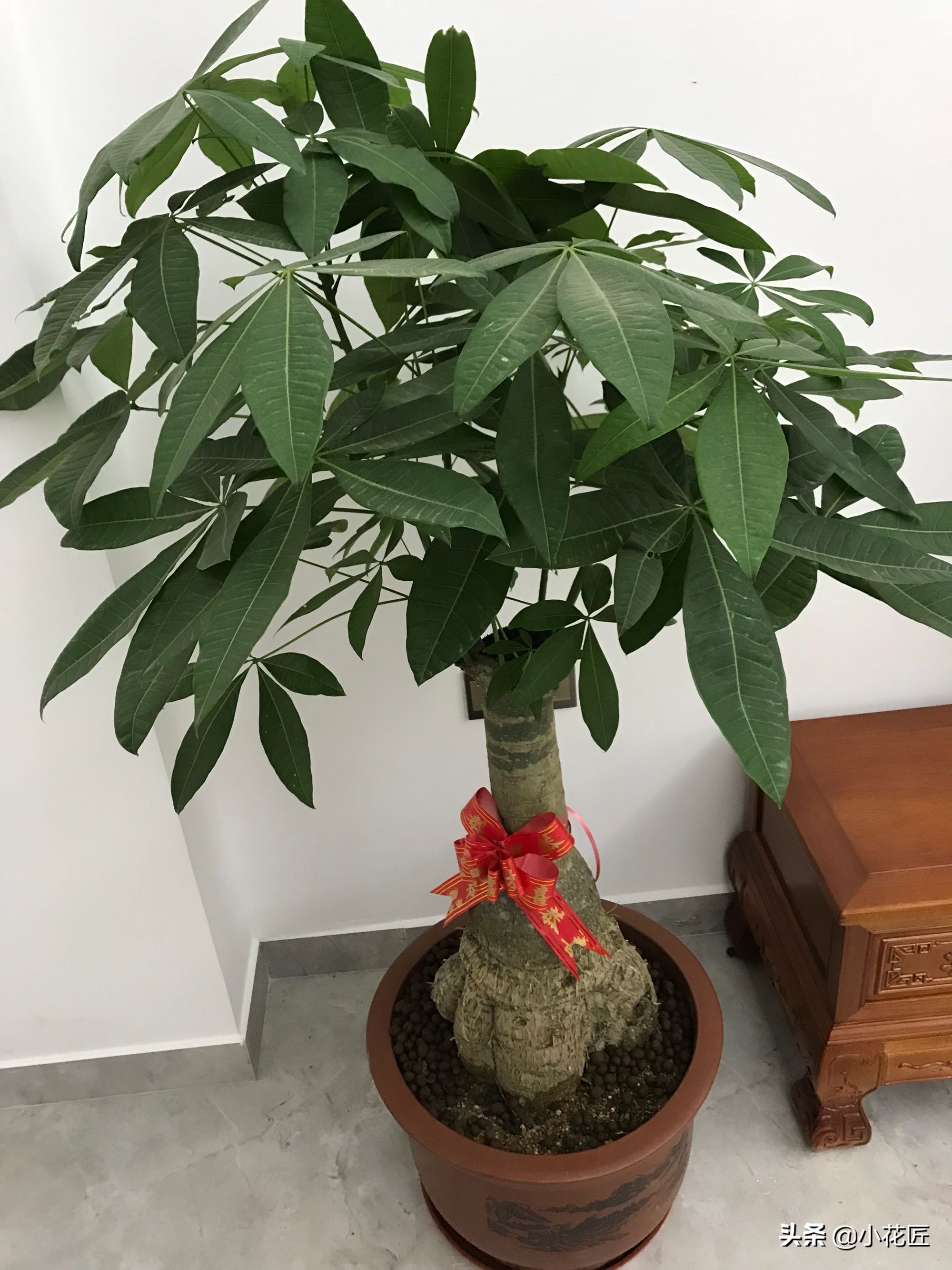 发财树花盆里放泡沫好吗,发财树花盆下部放泡沫吗